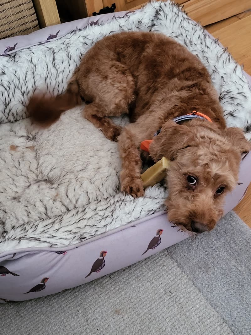 A red cockapoo curled up asleep in its bed after a groom