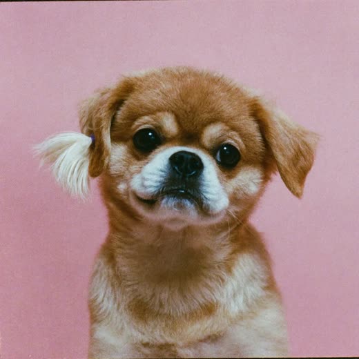A small dog with a freshly trimmed face